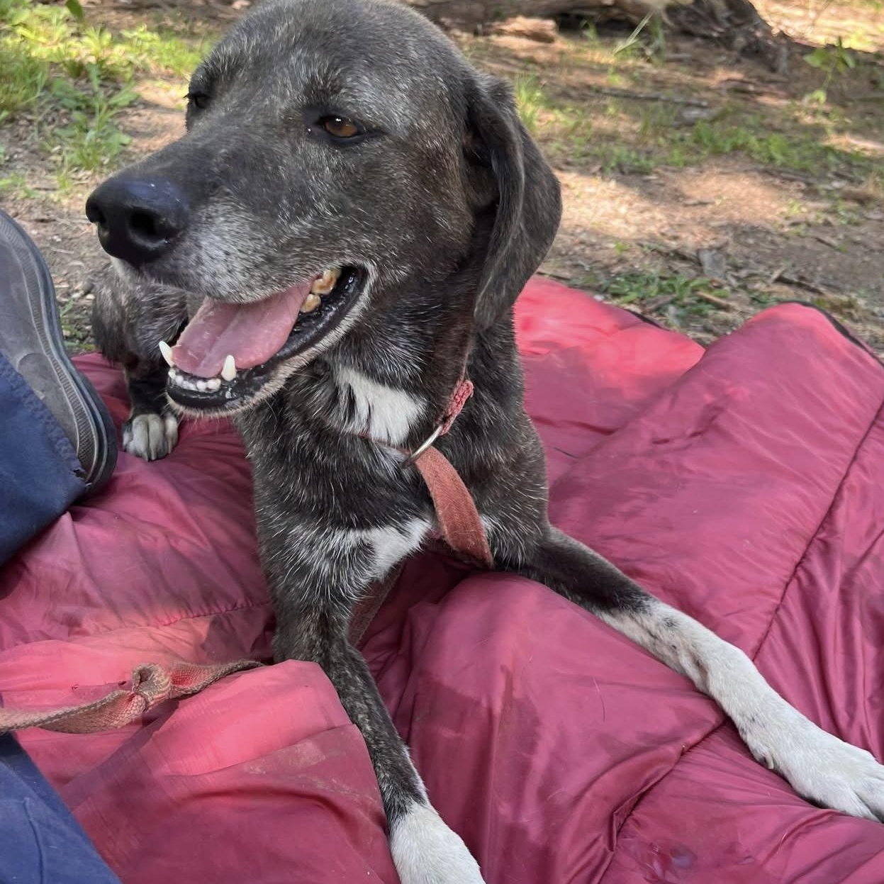 CLARA, a ADOPTABLE mixed breed in Chicopee, MA image 3/5