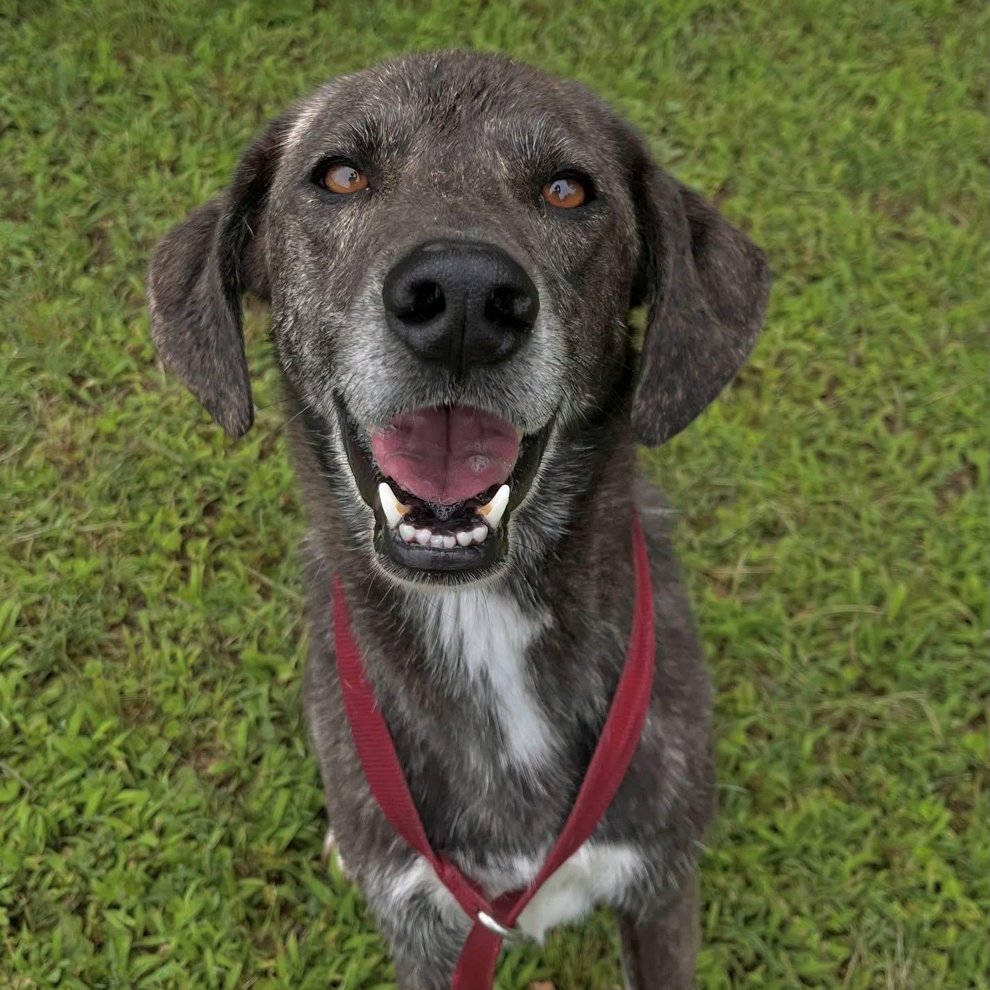 CLARA, a ADOPTABLE mixed breed in Chicopee, MA image 2/5