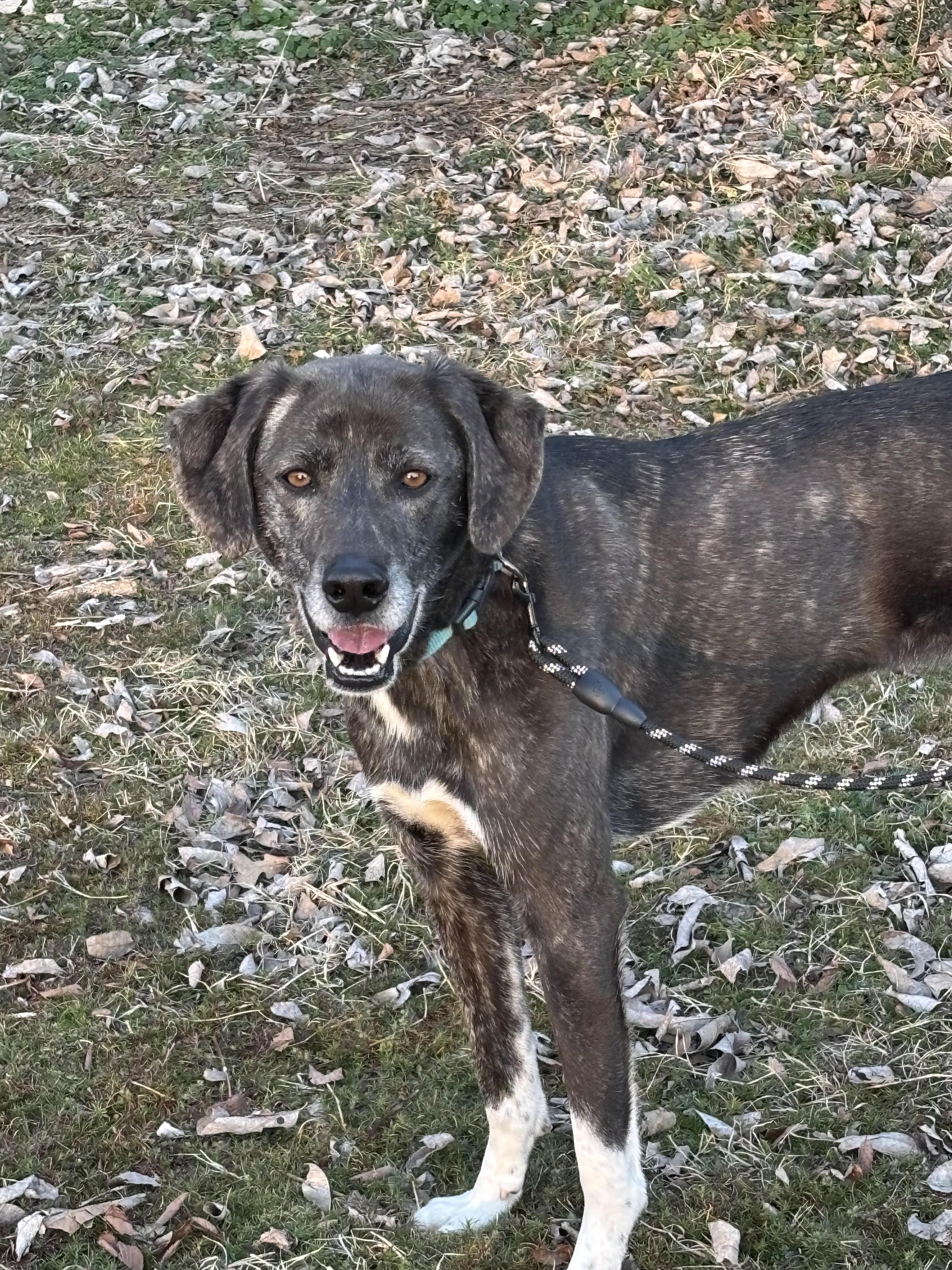 Enlarge CLARA, a ADOPTABLE mixed breed in Chicopee, MA image 1/5