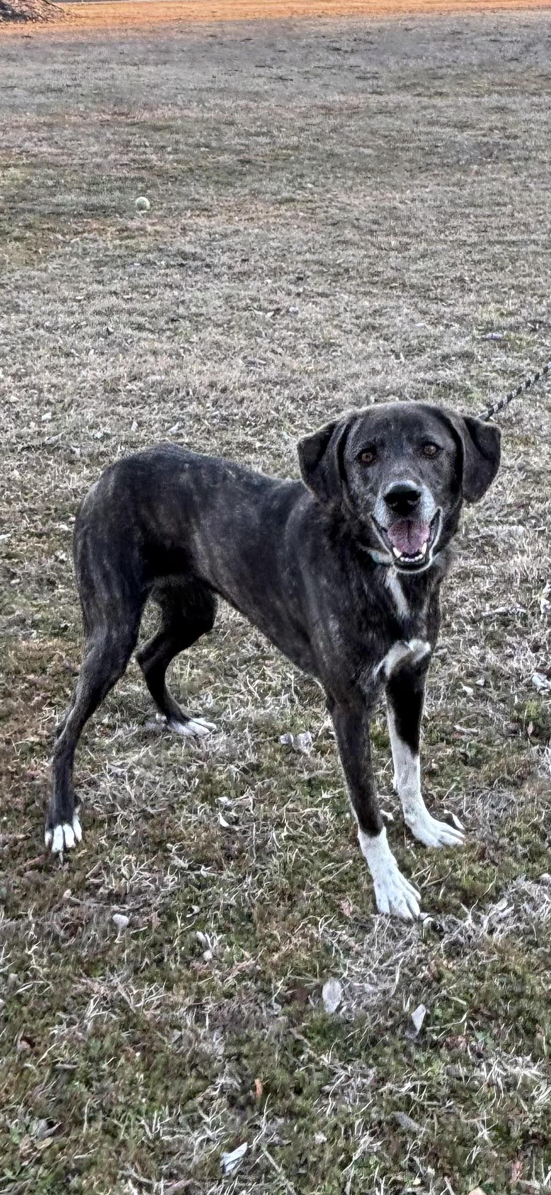 Enlarge CLARA, a ADOPTABLE mixed breed in Chicopee, MA image 3/5