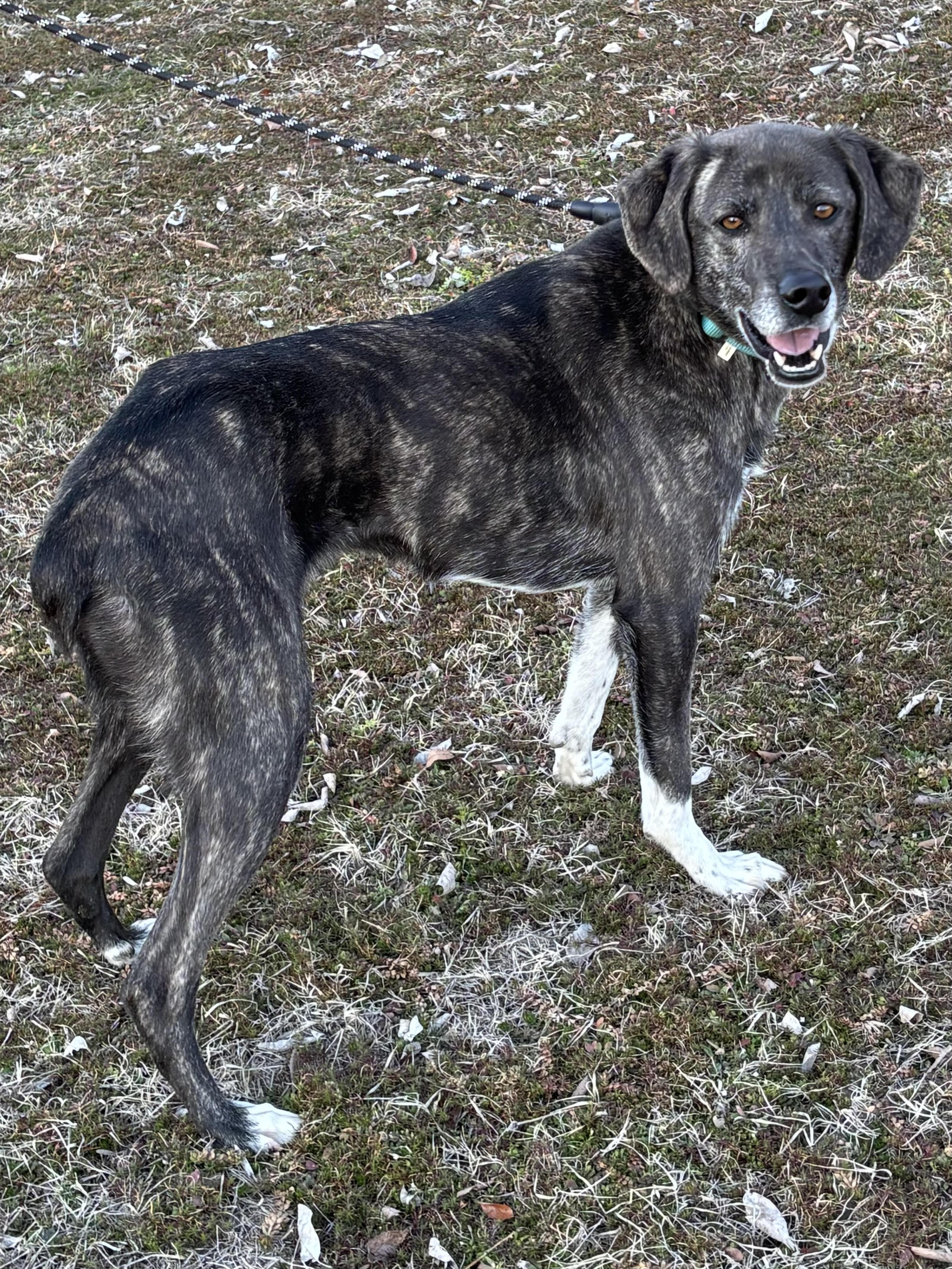 Enlarge CLARA, a ADOPTABLE mixed breed in Chicopee, MA image 5/5