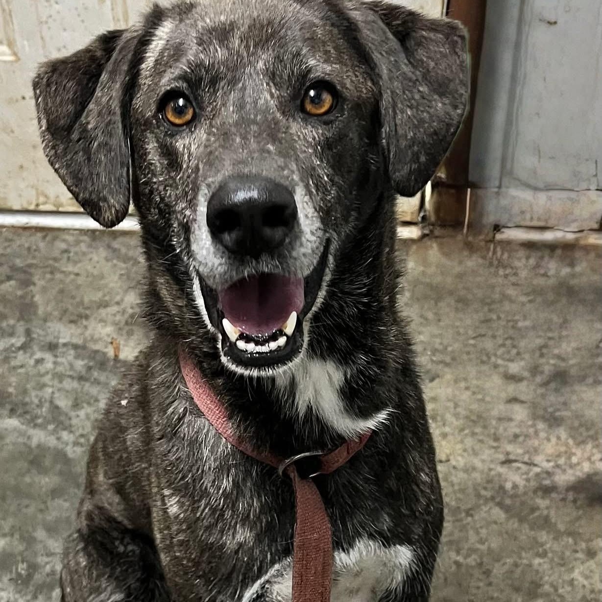 CLARA, ADOPTABLE, Adult Female Labrador Retriever & Pointer.