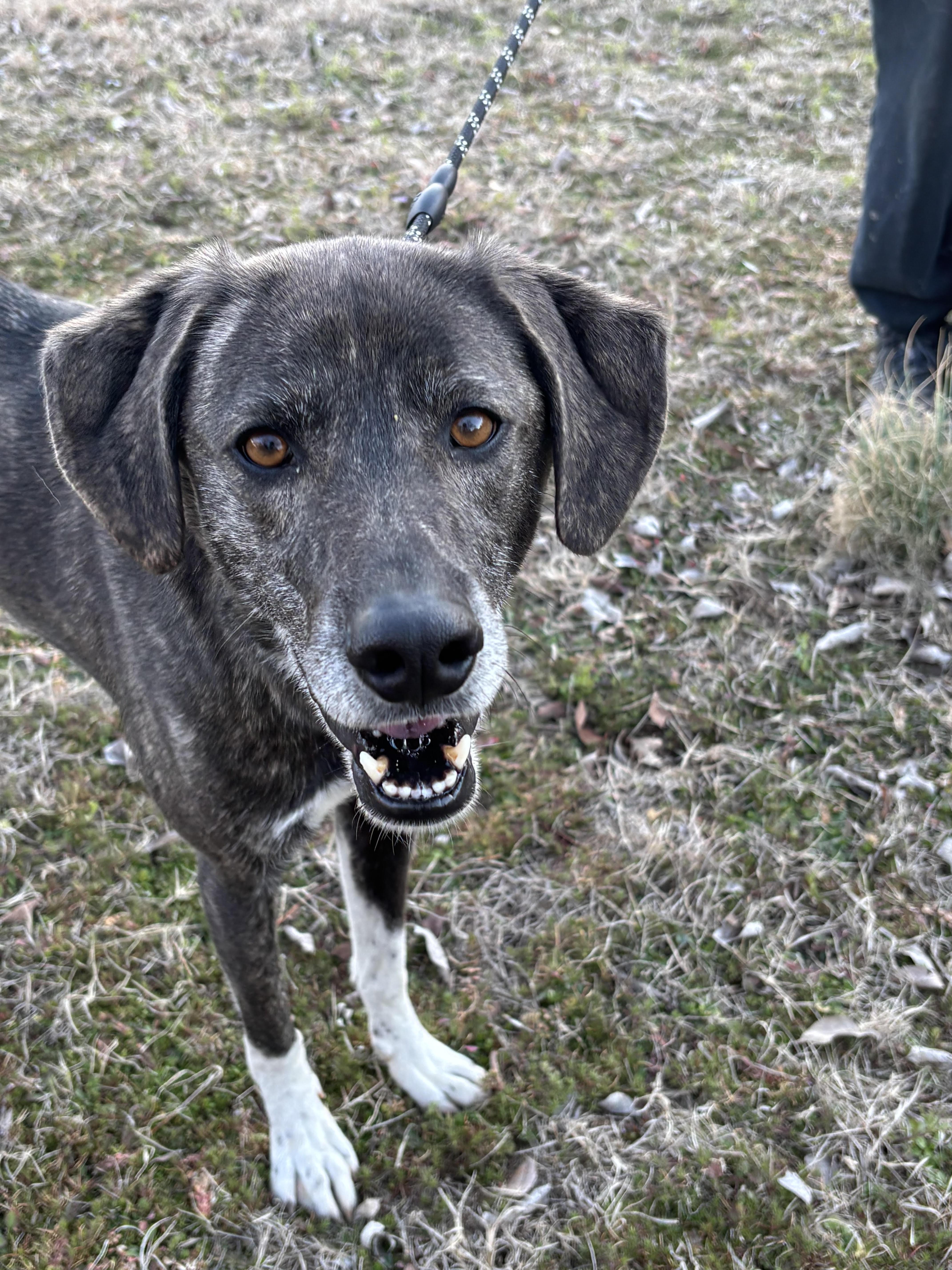 Enlarge CLARA, a ADOPTABLE mixed breed in Chicopee, MA image 4/5
