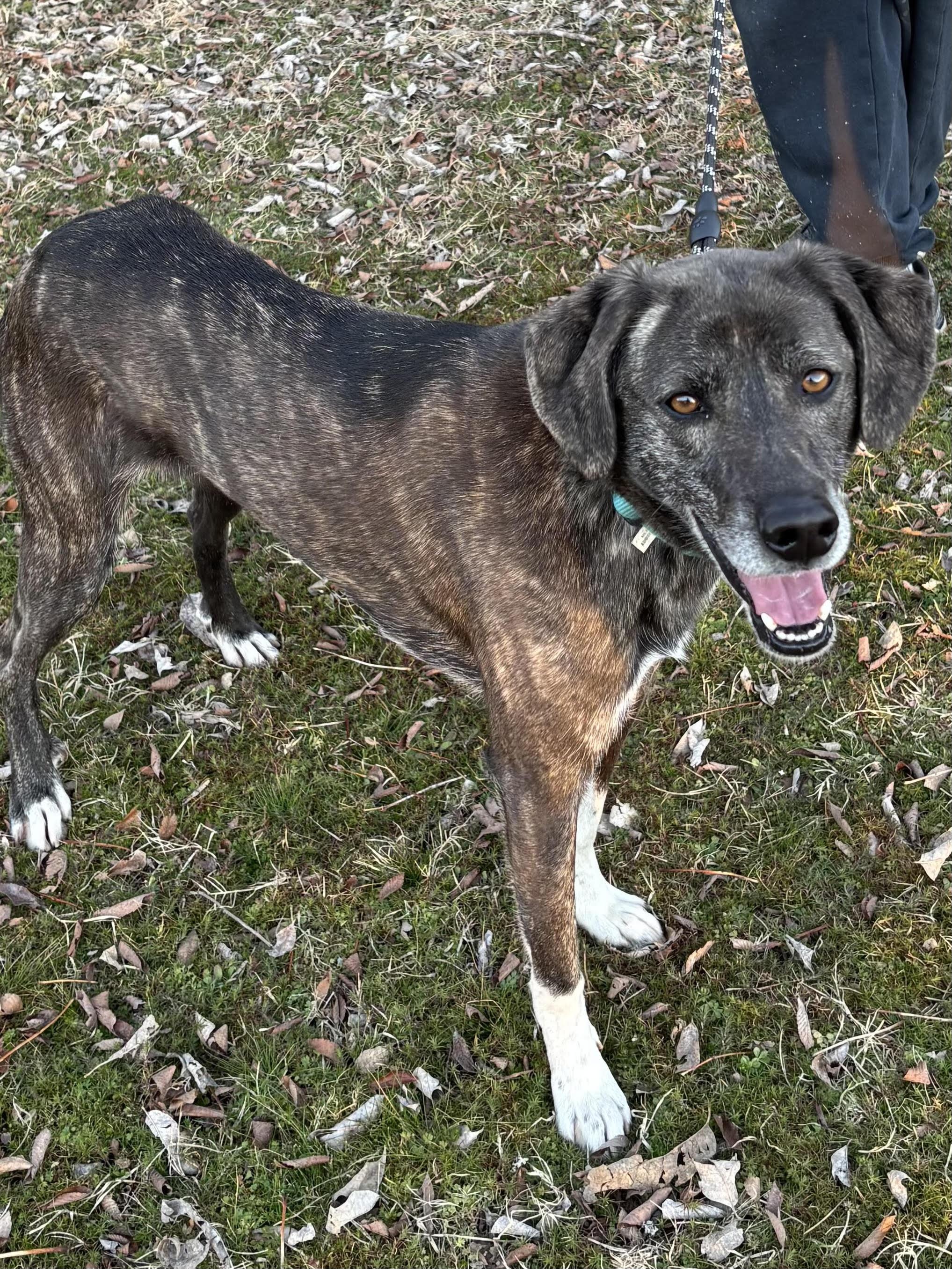 Enlarge CLARA, a ADOPTABLE mixed breed in Chicopee, MA image 2/5