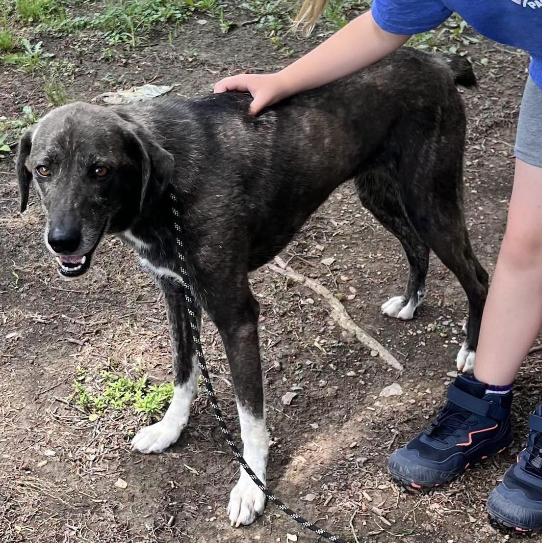 CLARA, a ADOPTABLE mixed breed in Chicopee, MA image 5/5