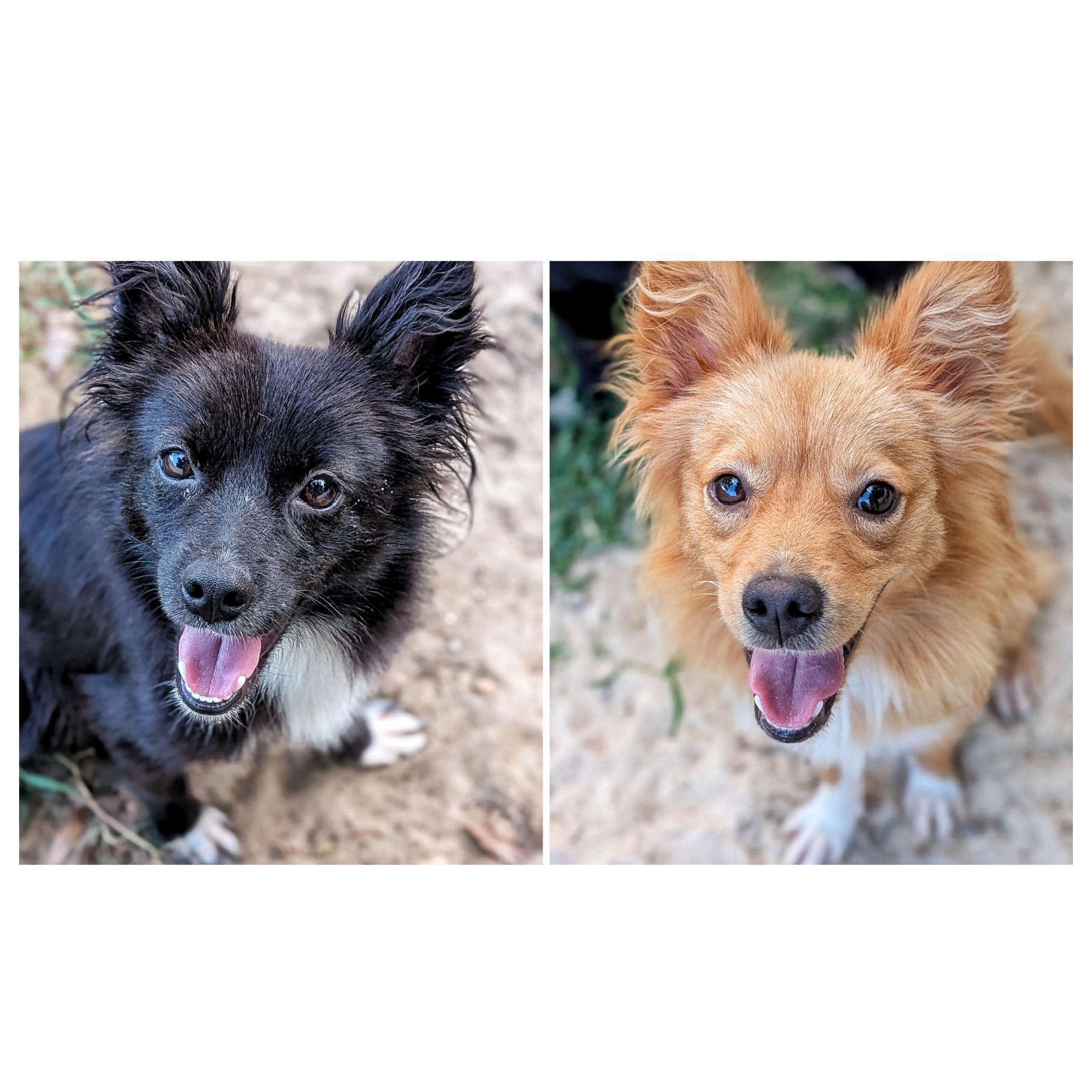Enlarge Homer & Marge, an adoptable mixed breed in Eustis, FL image 1/4