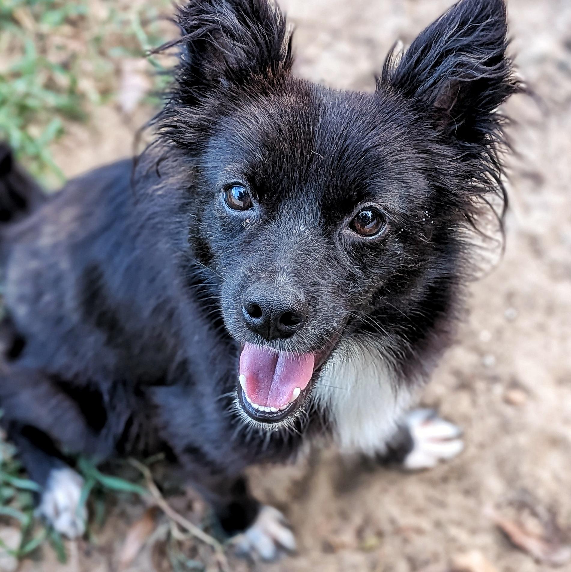 Enlarge Homer & Marge, an adoptable mixed breed in Eustis, FL image 2/4