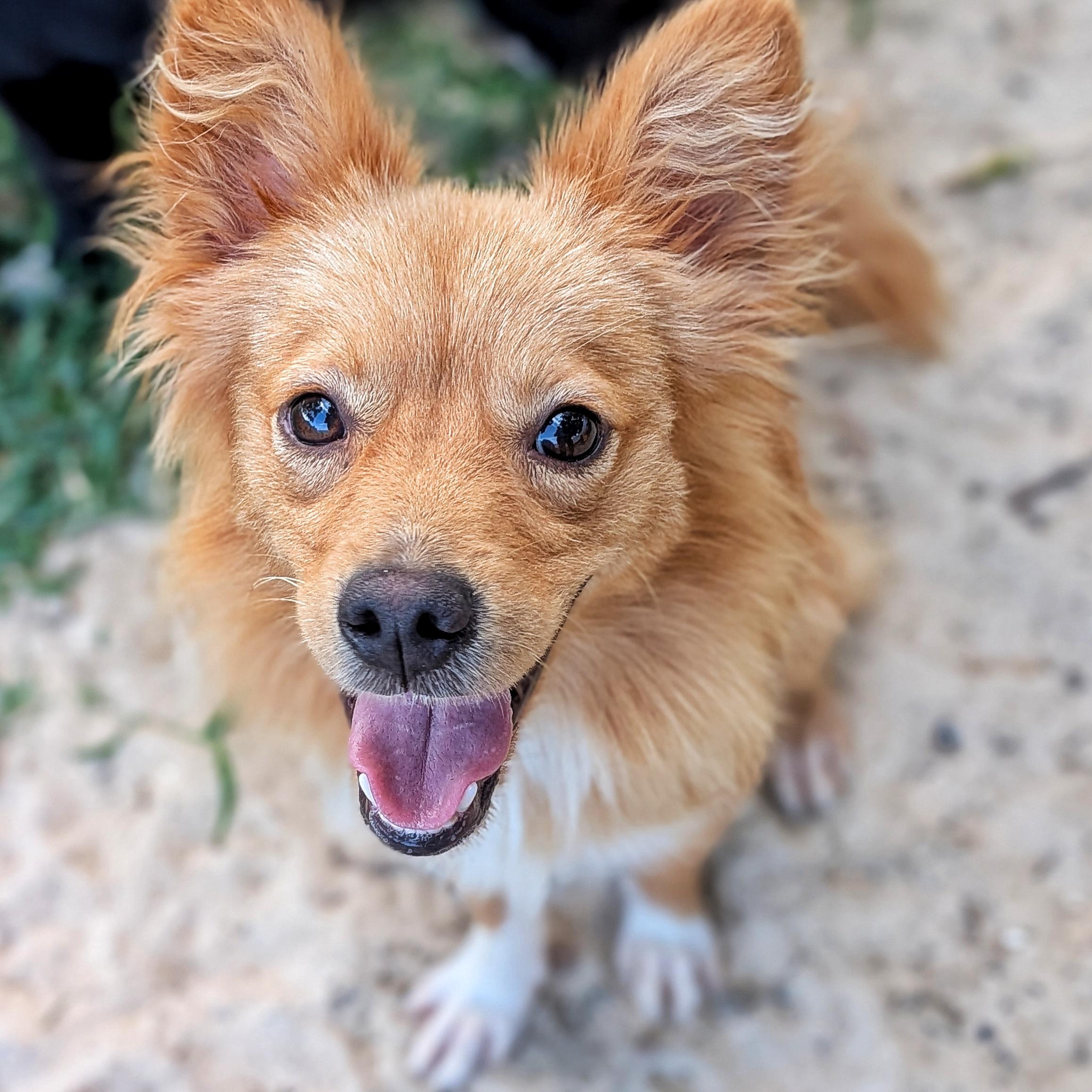 Enlarge Homer & Marge, an adoptable mixed breed in Eustis, FL image 3/4