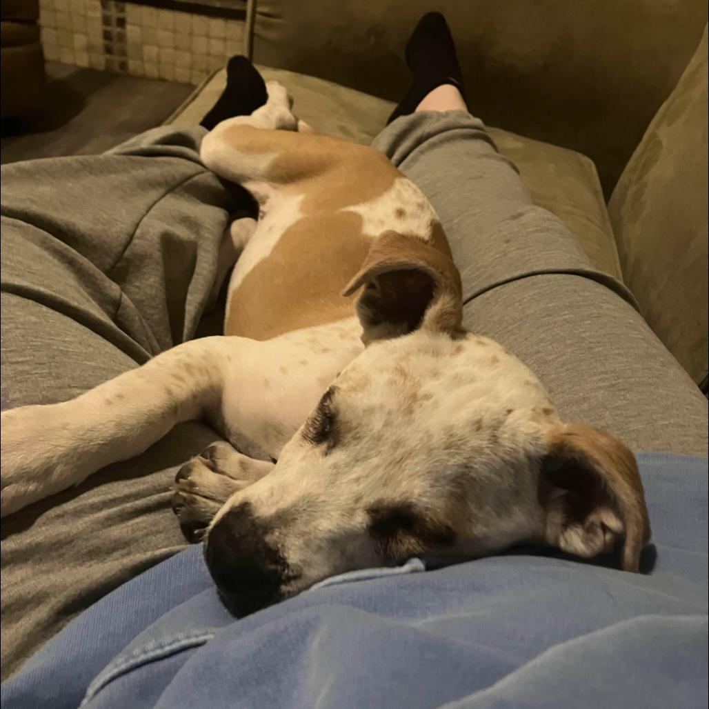 Carlsbad, Adoptable, Puppy Male Cattle Dog & Pit Bull Terrier.