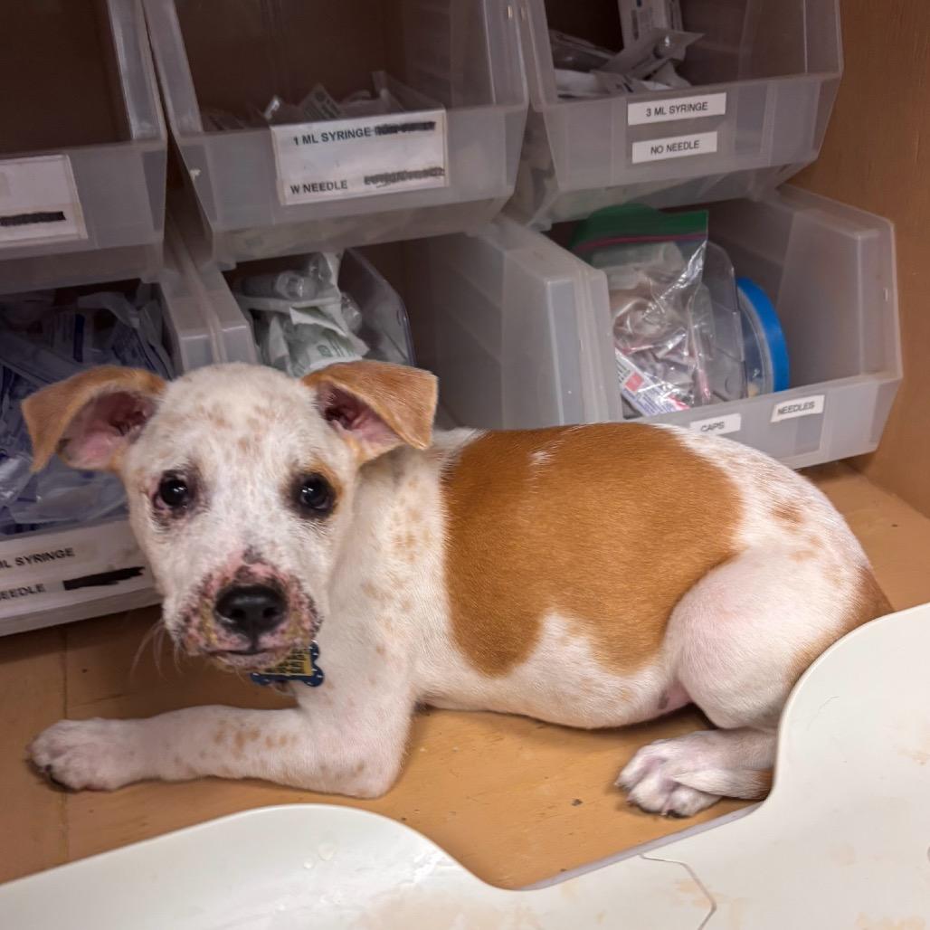 Carlsbad, a Adoptable mixed breed in Lake Jackson, TX image 4/6