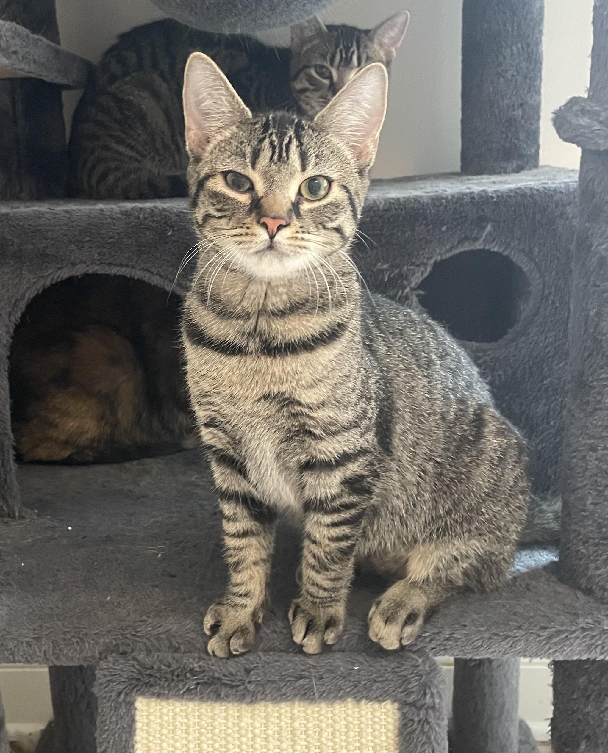 Enlarge Hope, an adopted Tabby in lititz, PA image 1/1