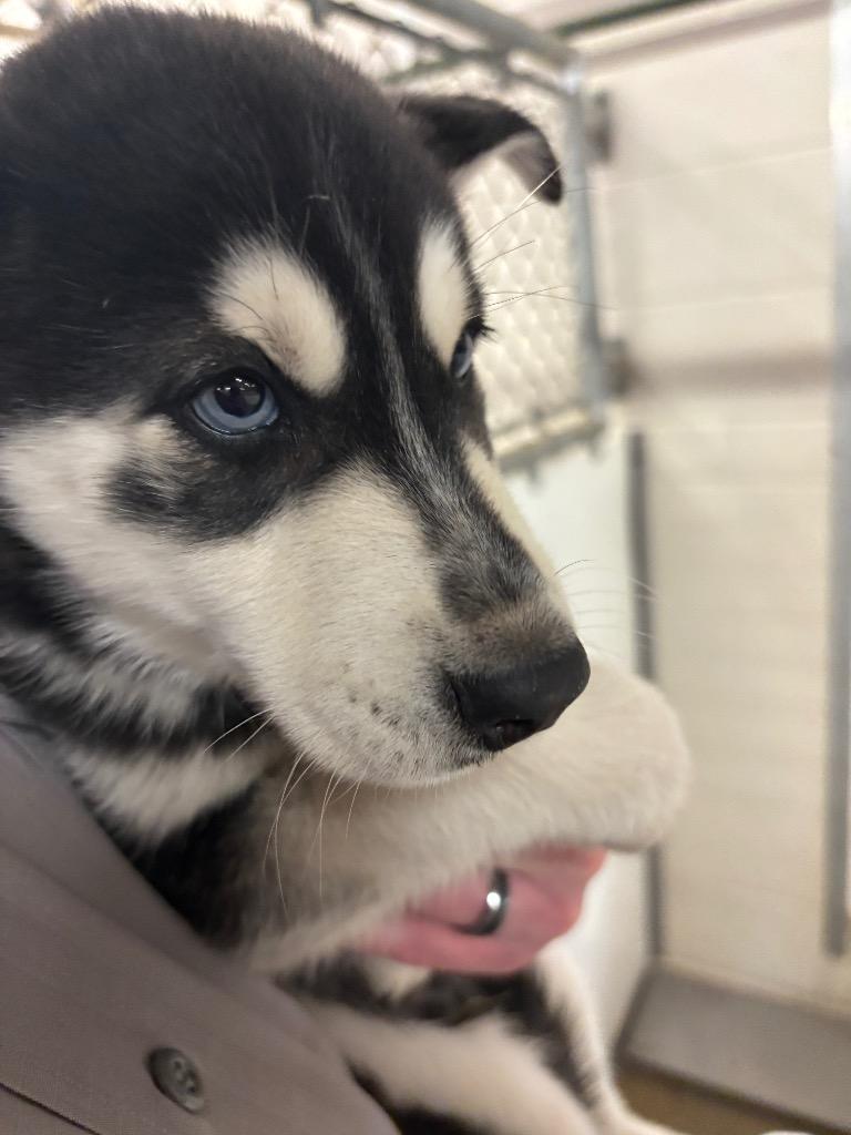 Balto*, Adopted, Puppy Male Husky.