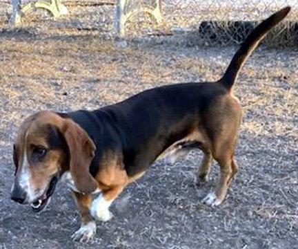 Enlarge WINSTON, a Adoptable Basset Hound in Mays Landing, NJ image 1/3