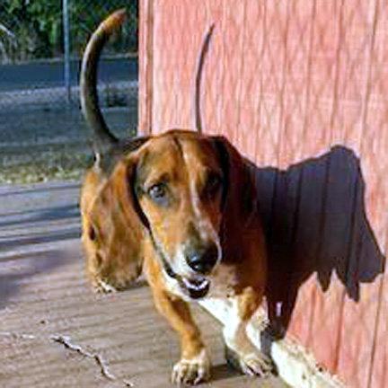 Enlarge WINSTON, a Adoptable Basset Hound in Mays Landing, NJ image 2/3