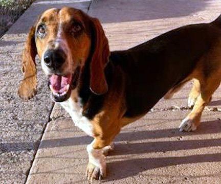 Enlarge WINSTON, a Adoptable Basset Hound in Mays Landing, NJ image 3/3