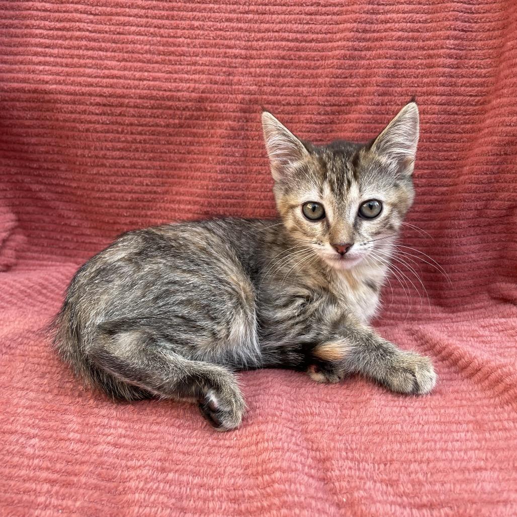 Nala, Adoptable, Kitten Female Domestic Short Hair.