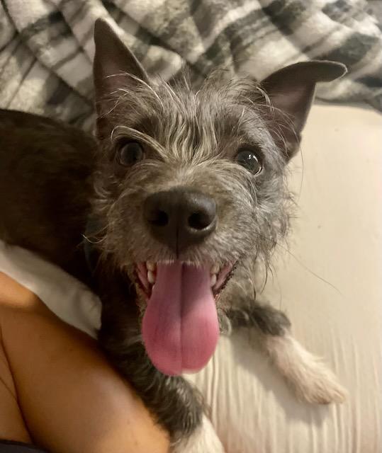 MILLICENT, a ADOPTABLE mixed breed in Alpharetta, GA image 2/6