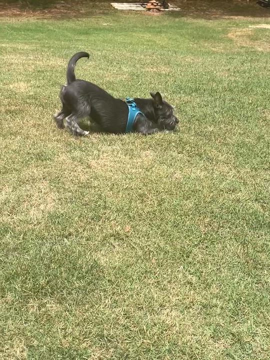 Enlarge MILLICENT, a ADOPTABLE mixed breed in Alpharetta, GA video 4/6