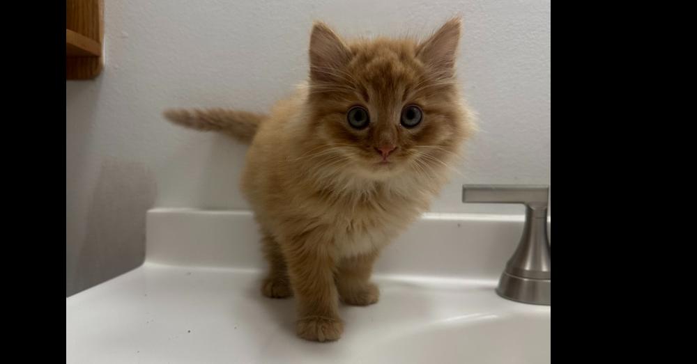 Enlarge Pumpkin, a Adoptable mixed breed in Union Grove, WI image 1/1