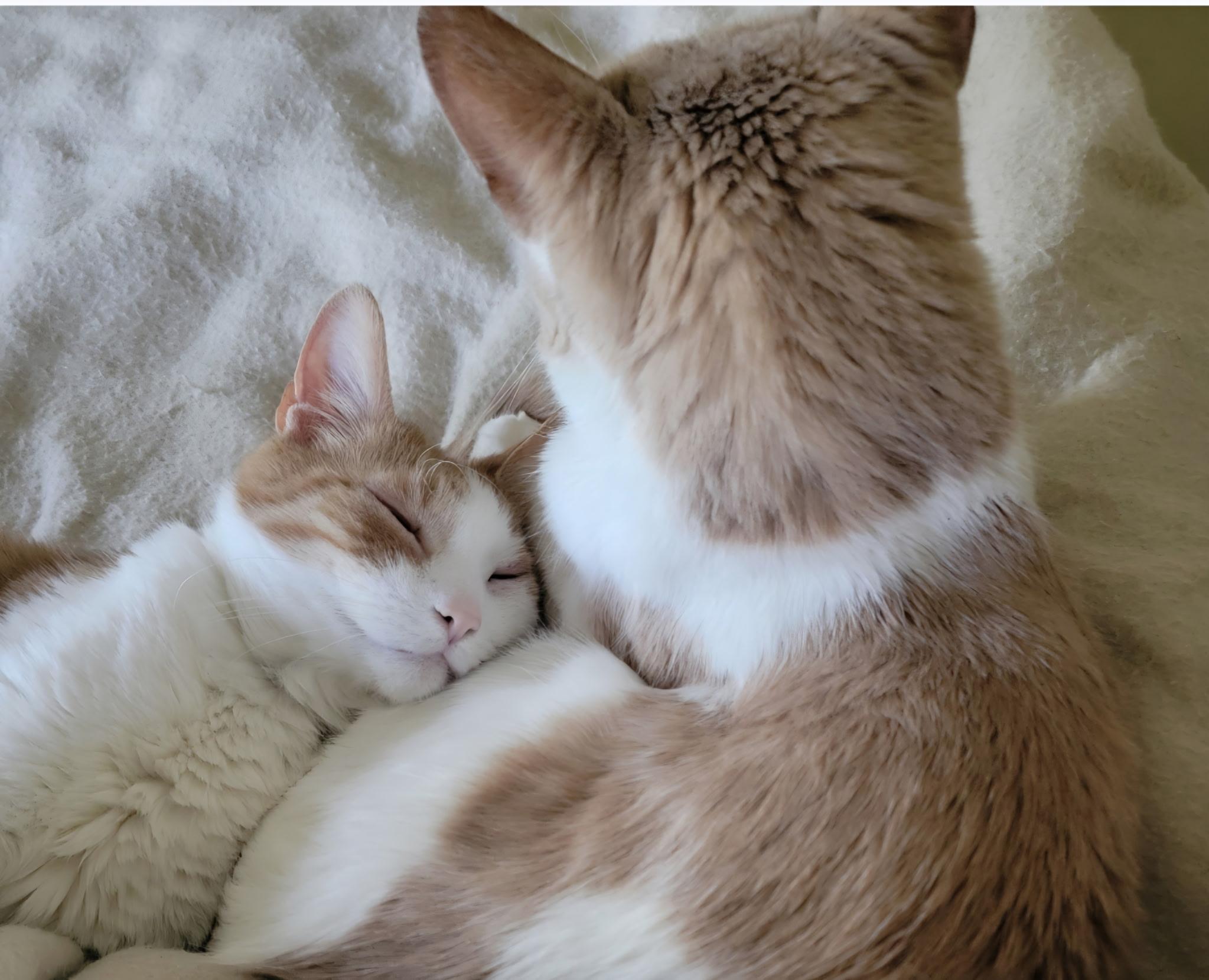 Enlarge Pumpkin (bonded with Reedy and D.W.), an adopted Domestic Short Hair in Bethlehem, PA image 2/6