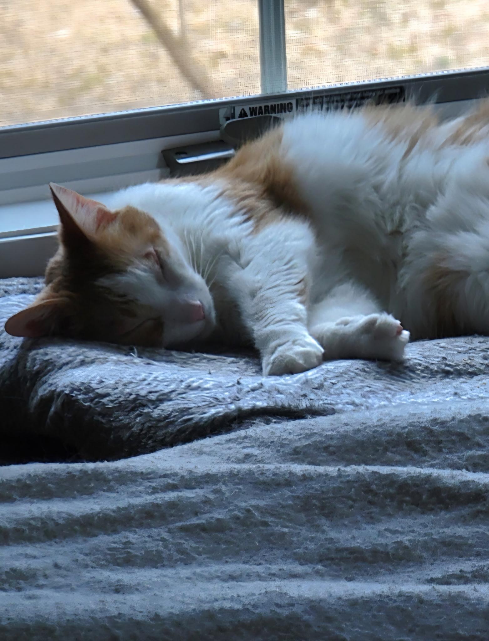 Enlarge Pumpkin (bonded with Reedy and D.W.), an adopted Domestic Short Hair in Bethlehem, PA image 6/6