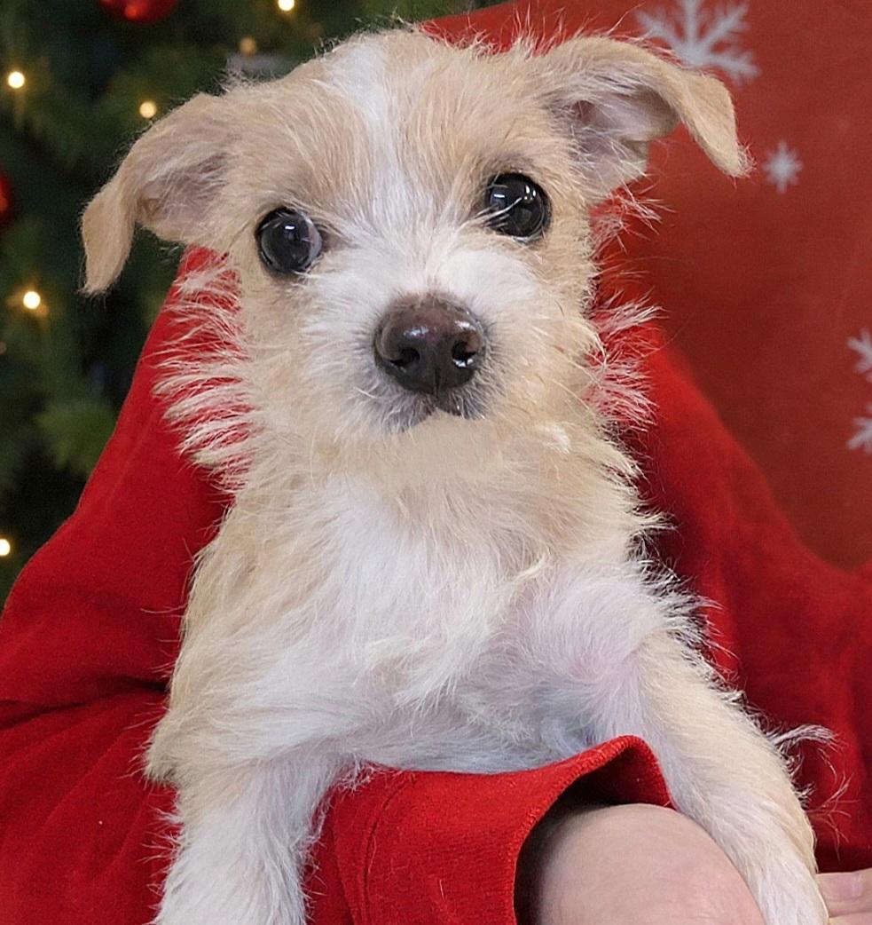 Maple Syrup , ADOPTABLE, Puppy Female Chihuahua & Maltese.
