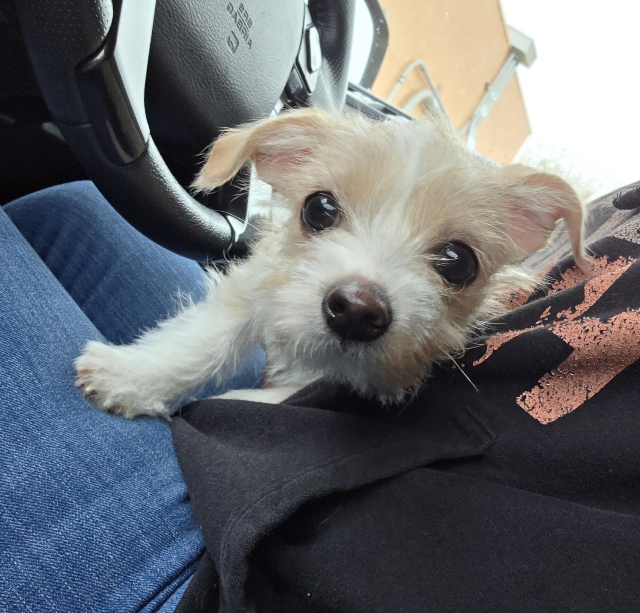 Enlarge Maple Syrup , a ADOPTABLE mixed breed in Clovis, CA image 2/3