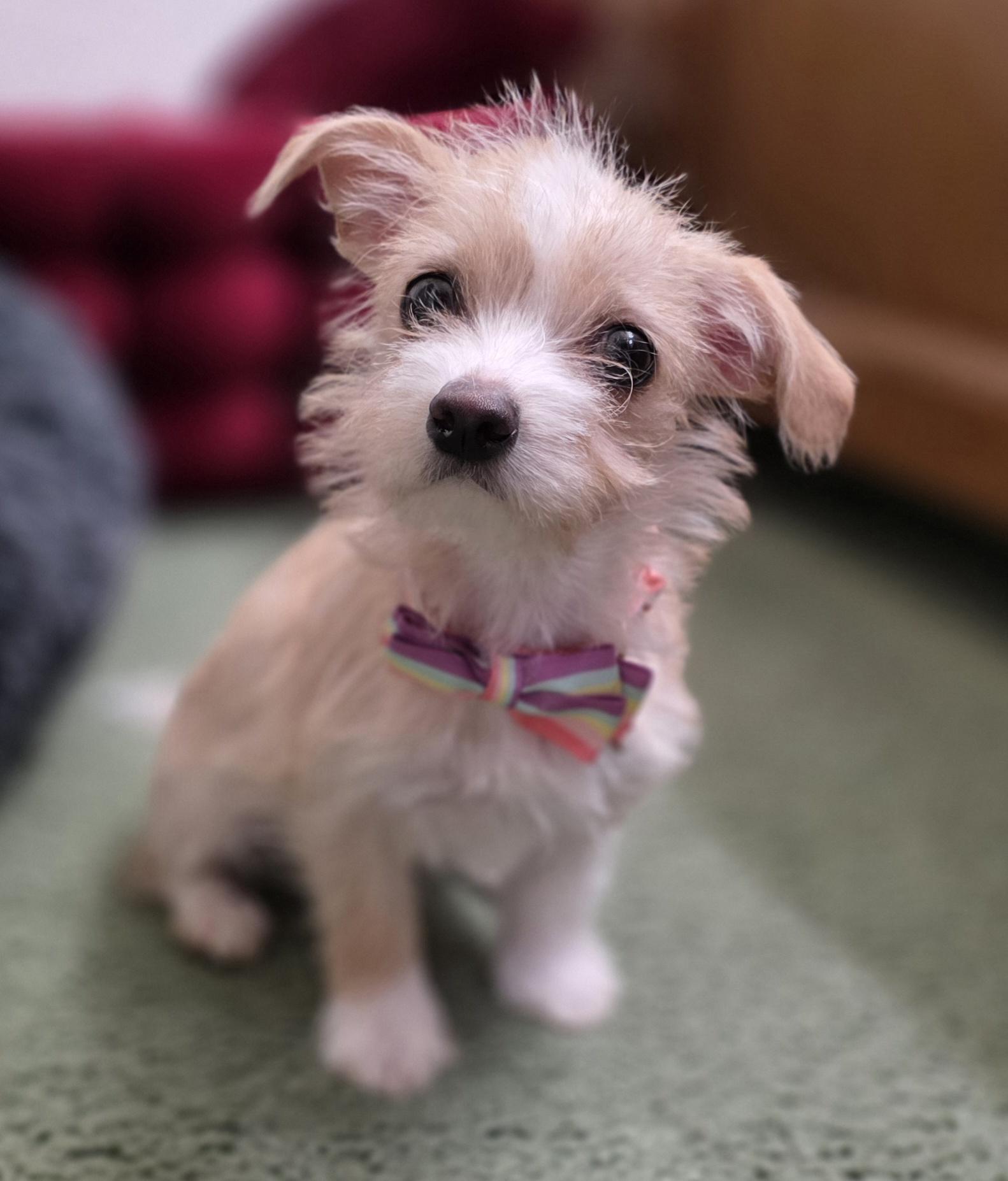 Maple Syrup , ADOPTABLE, Puppy Female Chihuahua & Maltese.