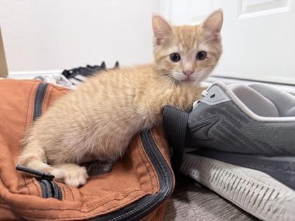 Easy Cheese, Adoptable, Kitten Male Domestic Short Hair & Domestic Short Hair.