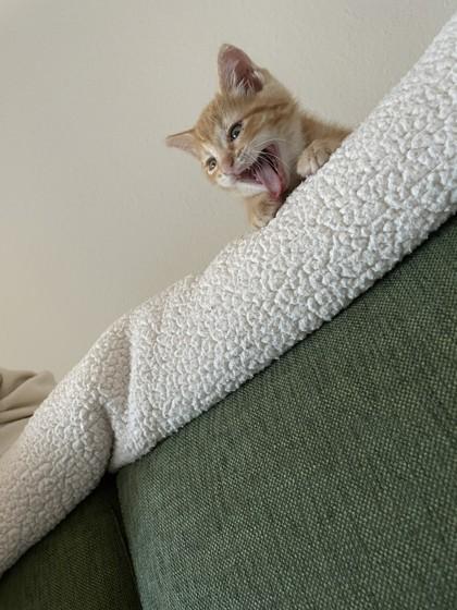 Easy Cheese, a Adoptable mixed breed in Pleasanton, CA image 2/3