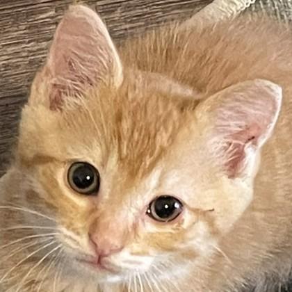 Easy Cheese, a Adoptable mixed breed in Pleasanton, CA image 3/3