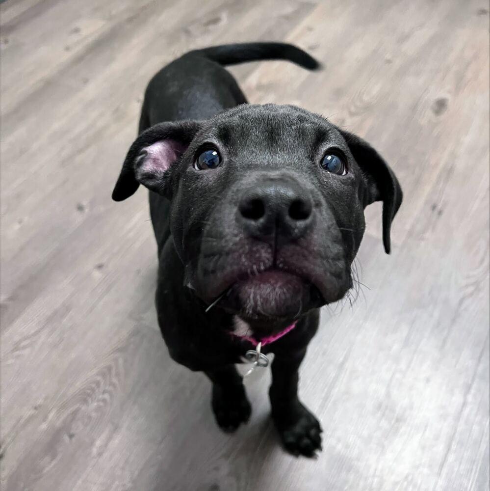 Finlay, Adoptable, Puppy Female Pit Bull Terrier & Mastiff.