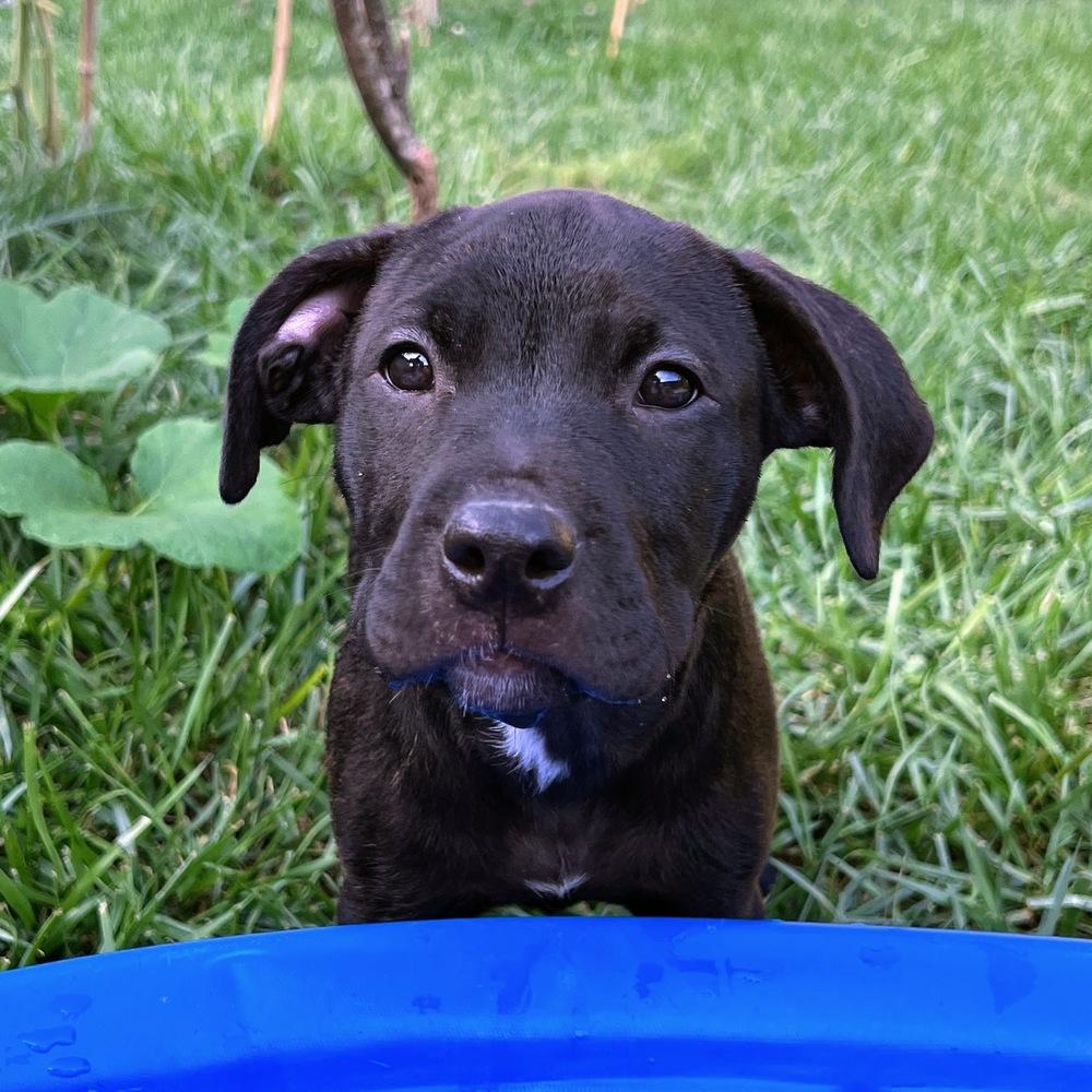 Enlarge Finlay, a Adoptable mixed breed in Reynoldsburg, OH image 2/6