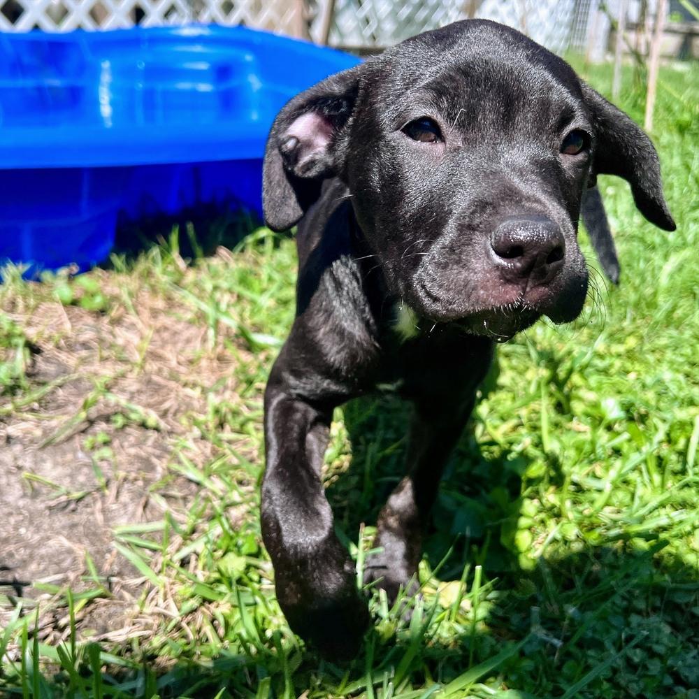 Enlarge Finlay, a Adoptable mixed breed in Reynoldsburg, OH image 4/6