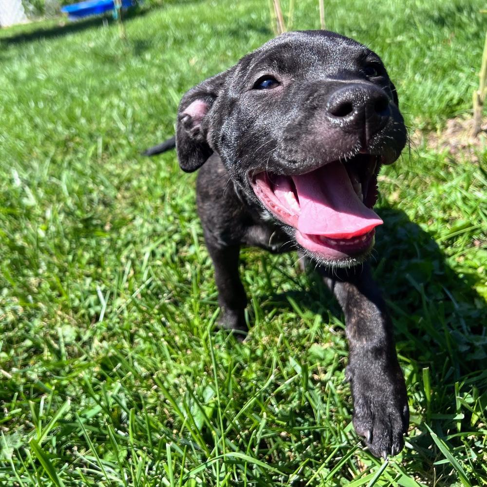 Enlarge Finlay, a Adoptable mixed breed in Reynoldsburg, OH image 5/6