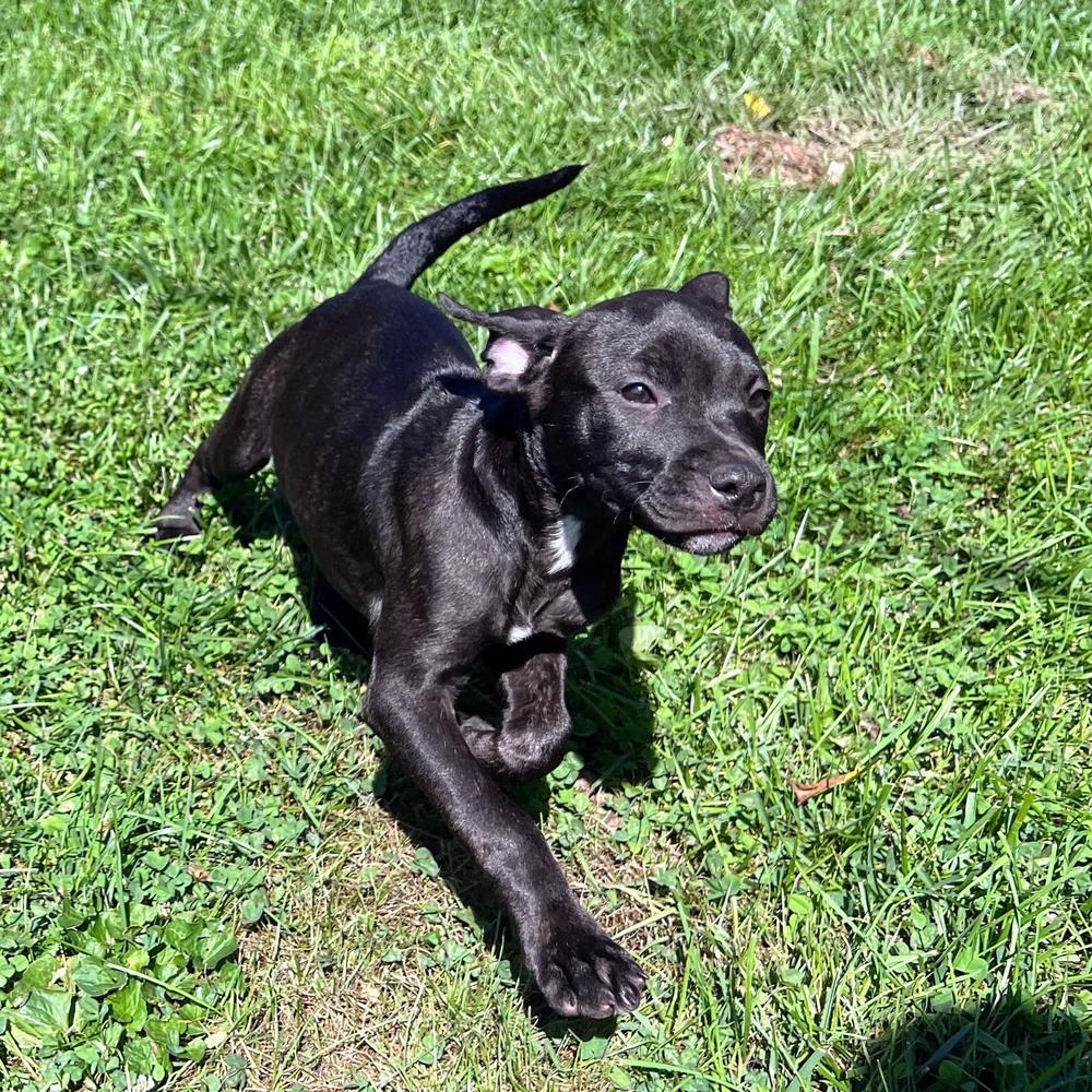 Enlarge Finlay, a Adoptable mixed breed in Reynoldsburg, OH image 6/6