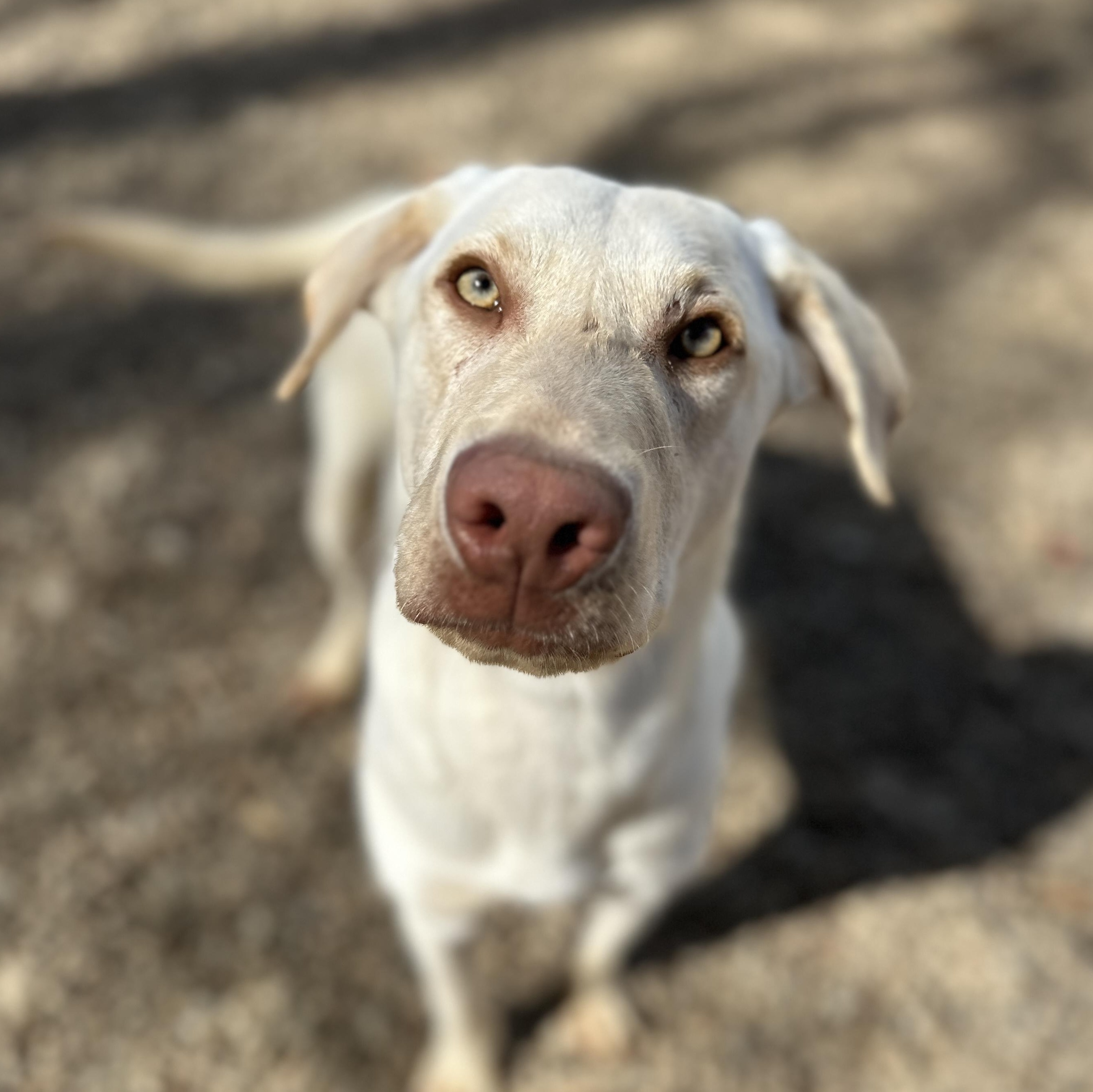 Letterman — thumbnail 5