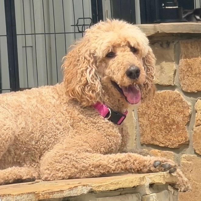 STAR, adopted, Young Female Poodle.