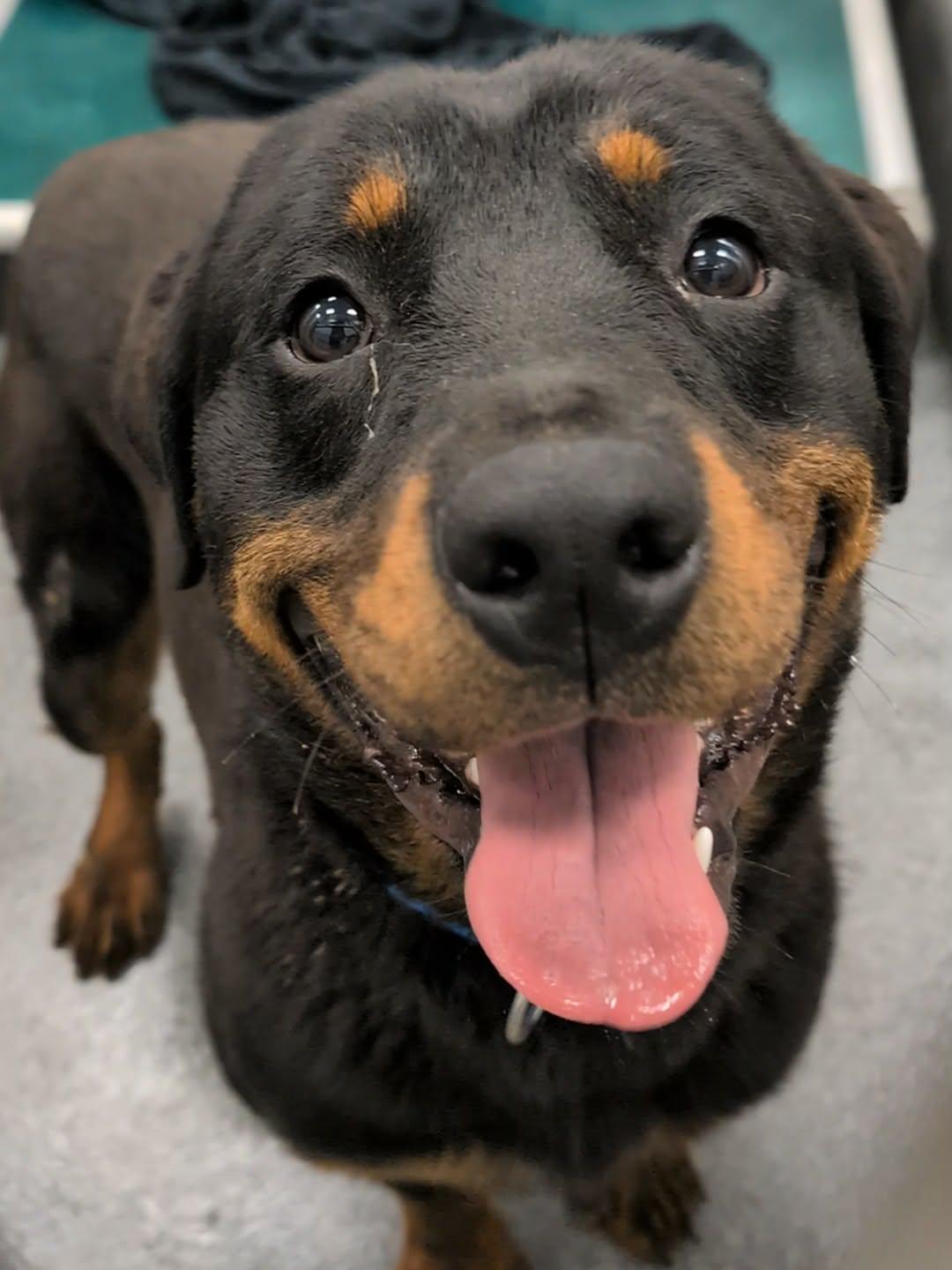 Enlarge Fire, a Adopted Rottweiler in Hillsboro, NH image 1/2