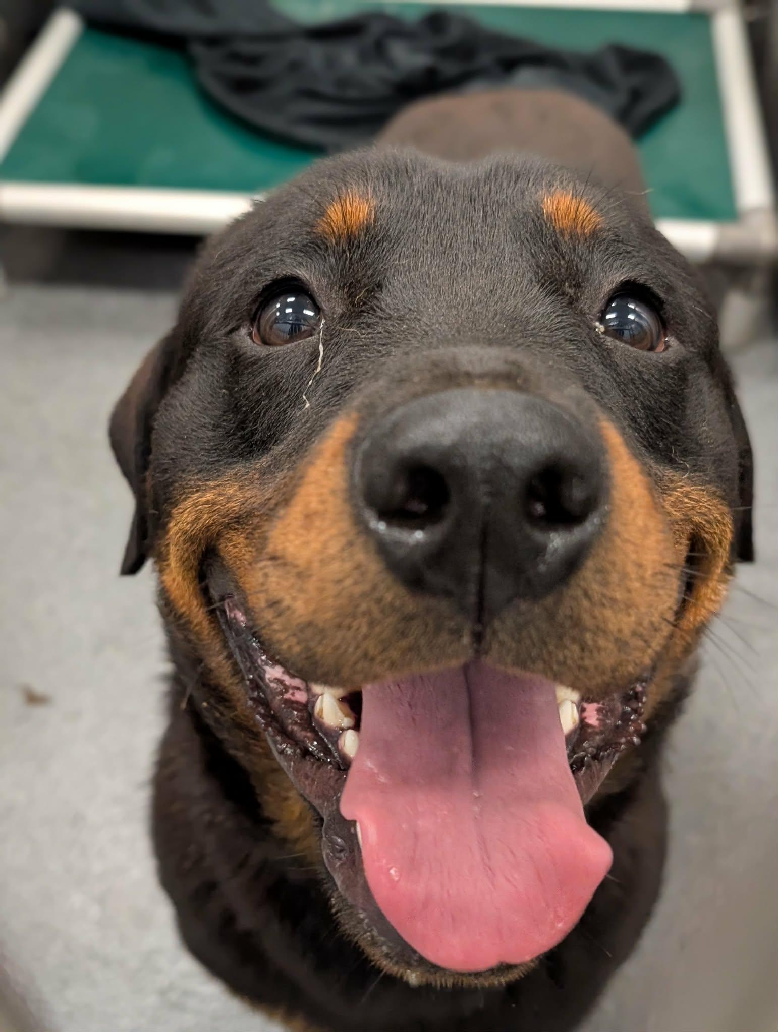 Enlarge Fire, a Adopted Rottweiler in Hillsboro, NH image 2/2