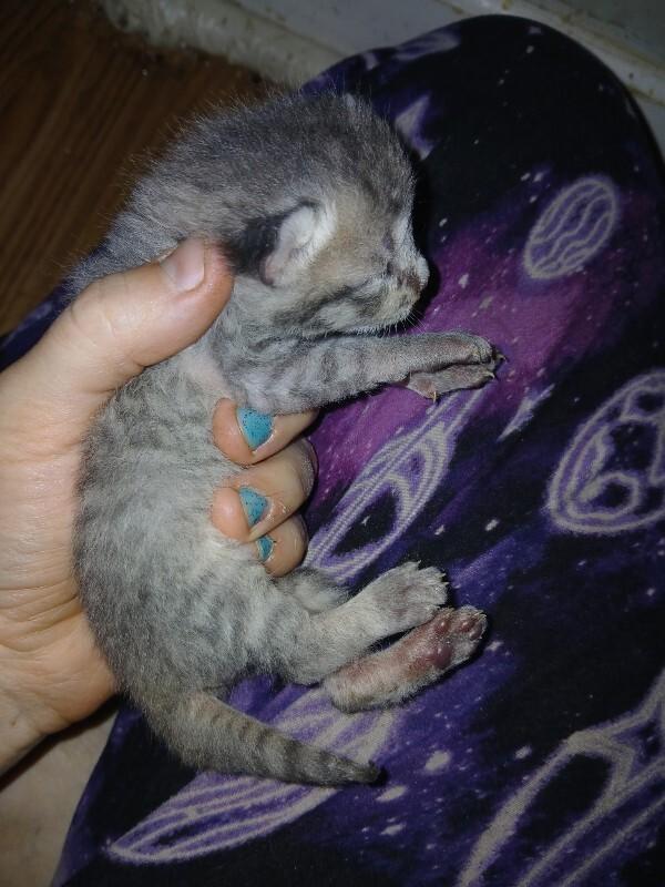 Cheyanne- Marge, Adoptable, Young Female Domestic Short Hair.