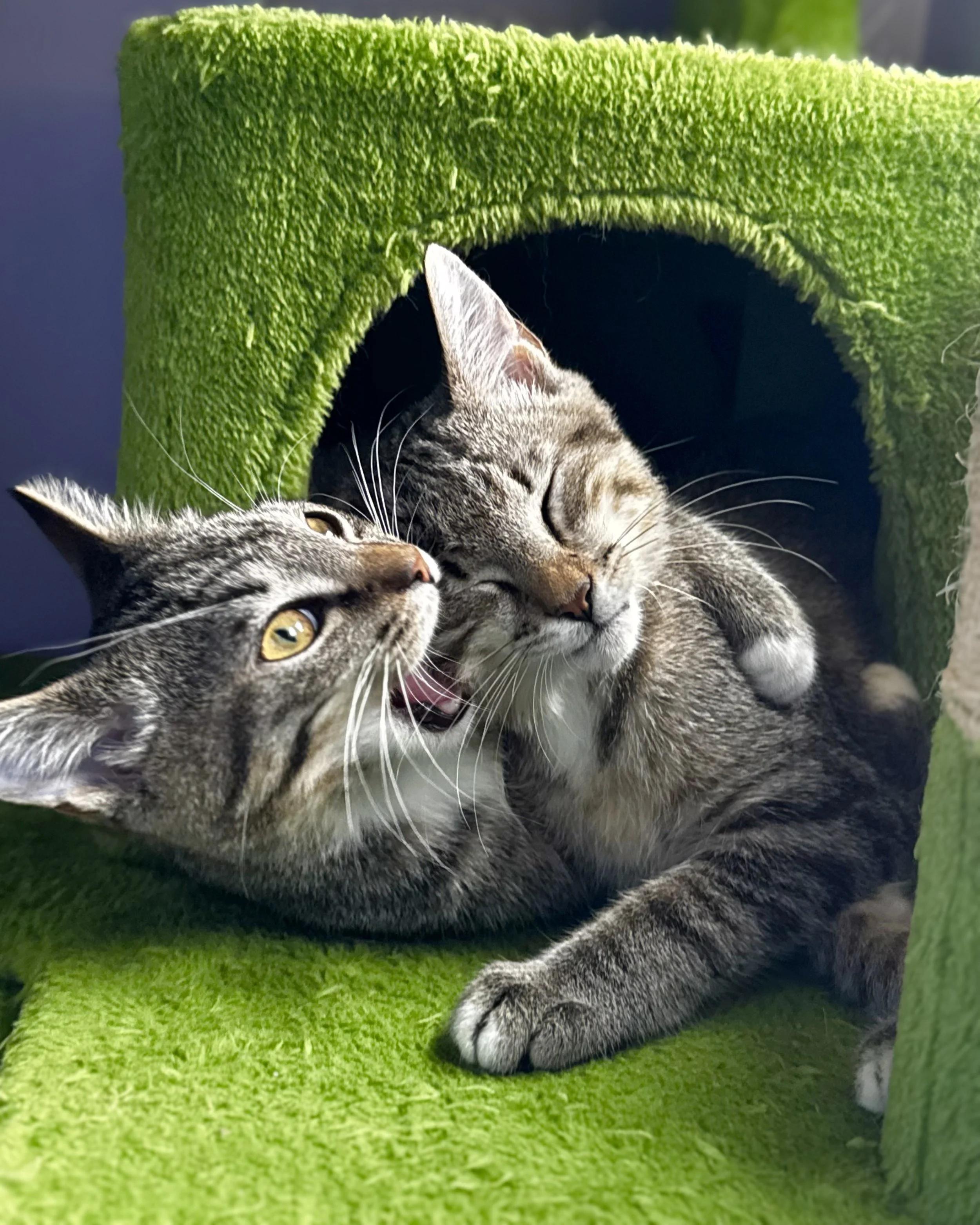 Chubz + Tarzan, adopted, Young Male Domestic Short Hair.