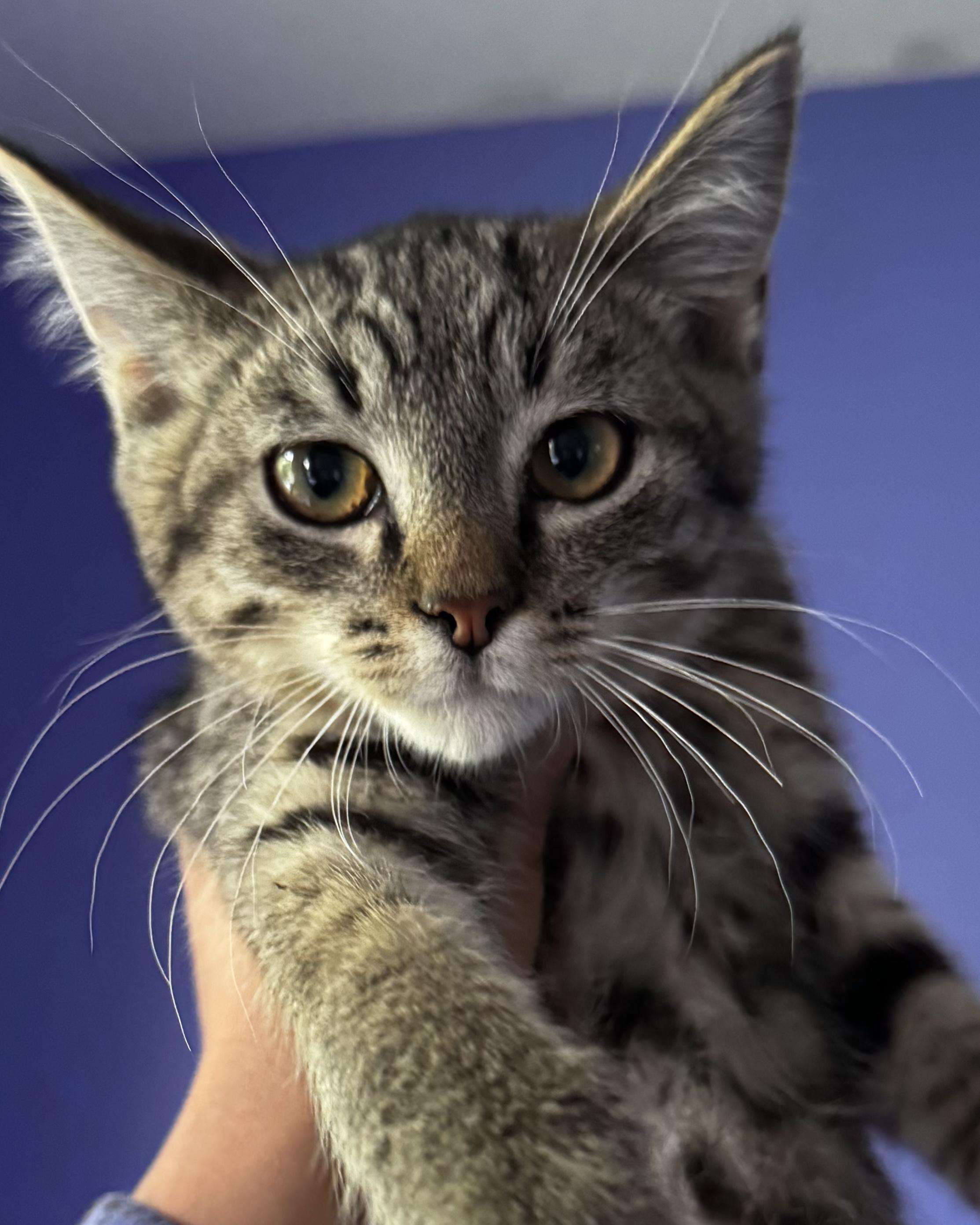 Enlarge Chubz + Tarzan, an adopted Domestic Short Hair in Atlanta, GA image 3/6