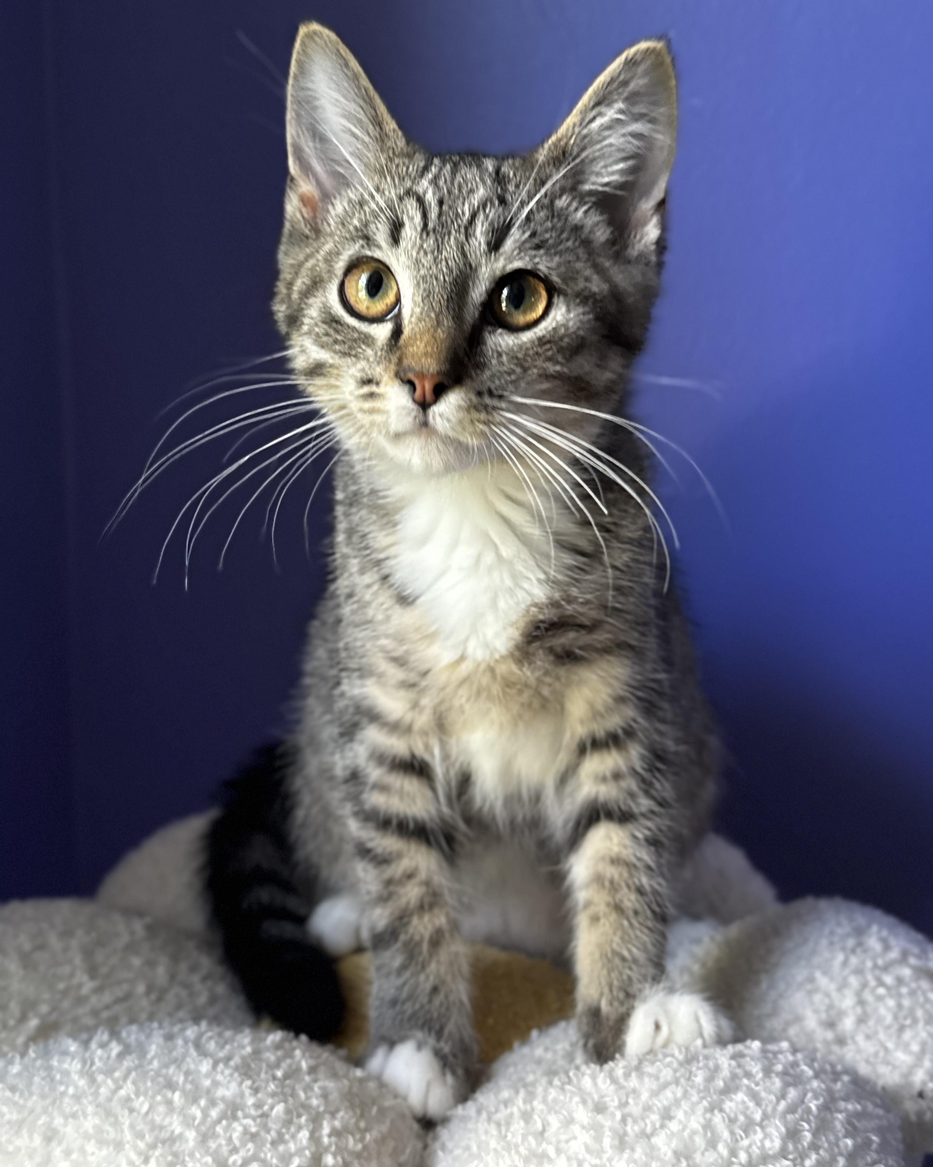 Enlarge Chubz + Tarzan, an adopted Domestic Short Hair in Atlanta, GA image 4/6