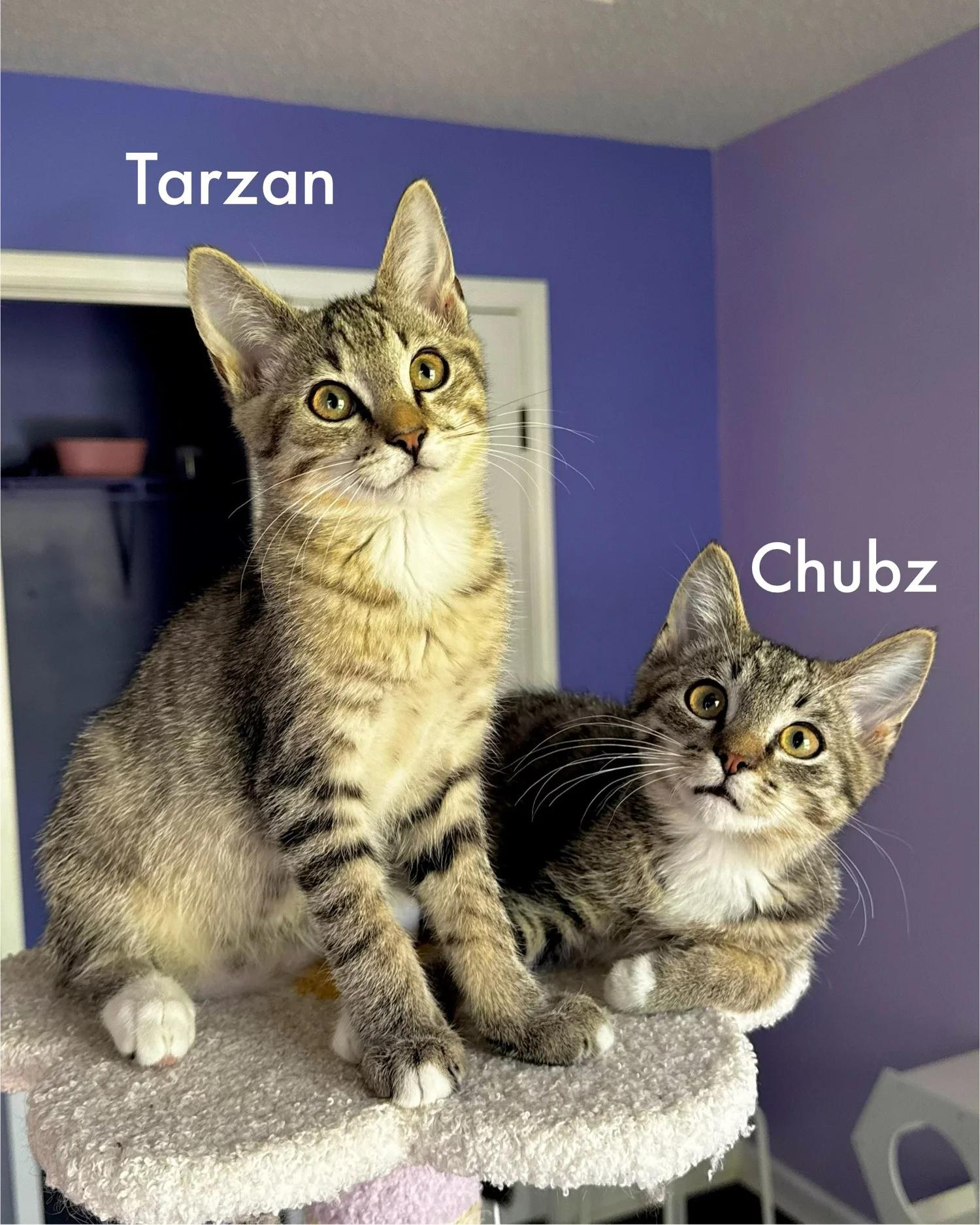 Enlarge Chubz + Tarzan, an adopted Domestic Short Hair in Atlanta, GA image 5/6