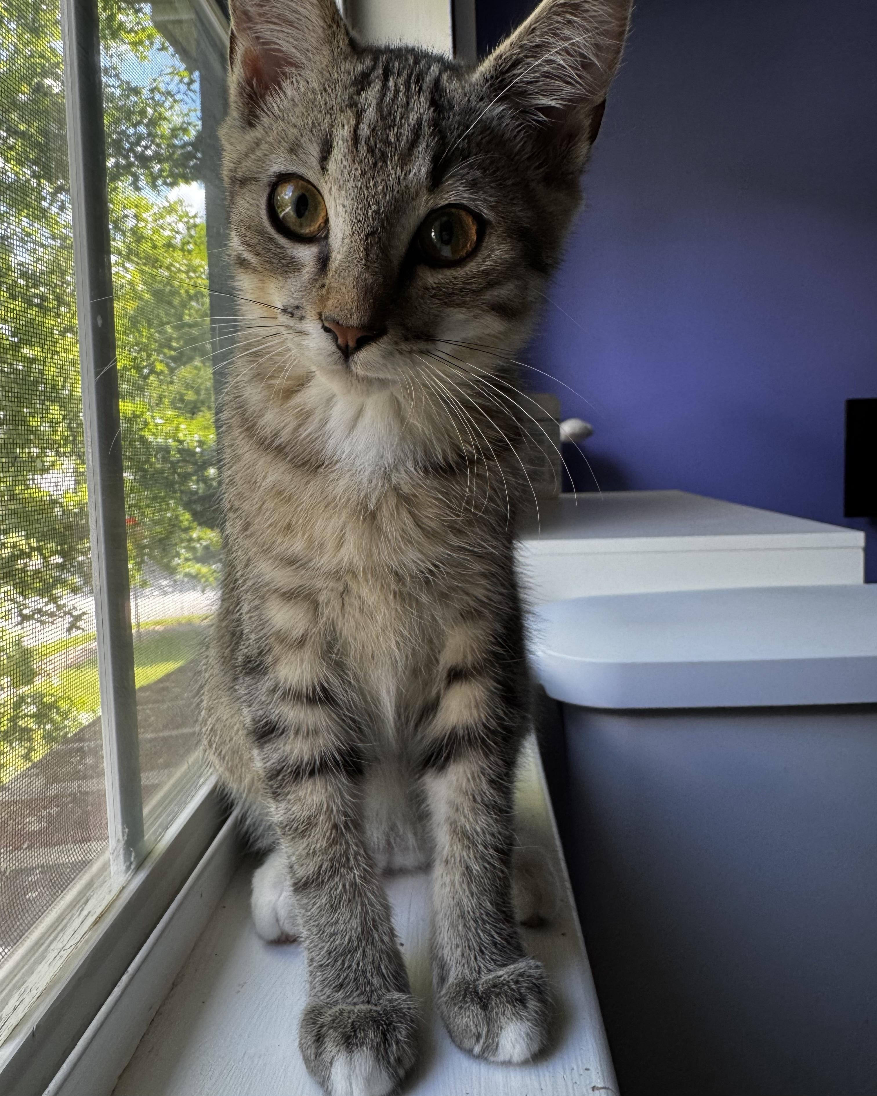 Enlarge Chubz + Tarzan, an adopted Domestic Short Hair in Atlanta, GA image 6/6