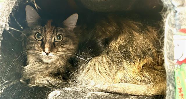 JOAN JETT, Adoptable, Adult Female Domestic Long Hair.