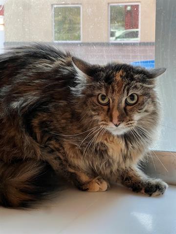 JOAN JETT, Adoptable, Adult Female Domestic Long Hair.