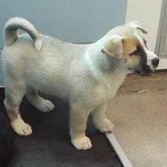 Daffodil — thumbnail 3