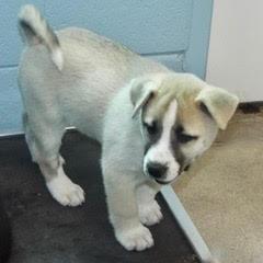 Daffodil — thumbnail 4